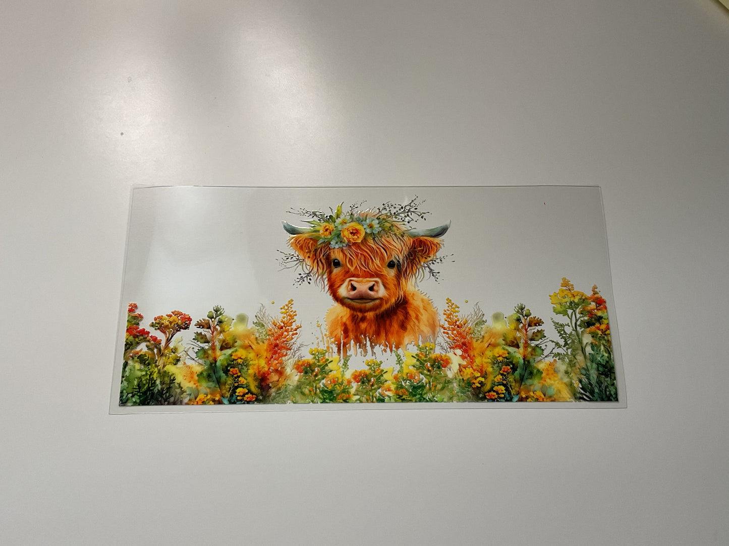 H land cow